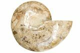 Daisy Flower Ammonite (Choffaticeras) - Madagascar #191238-3